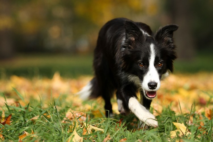 Бордер колли мини