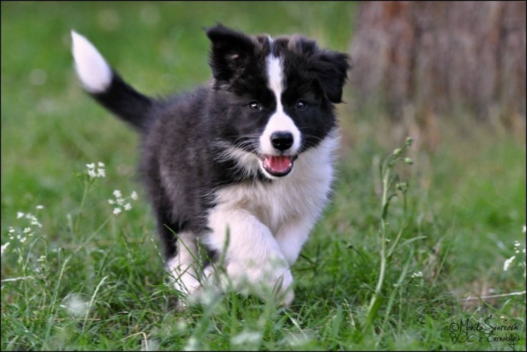 Бордер колли мраморный Триколор