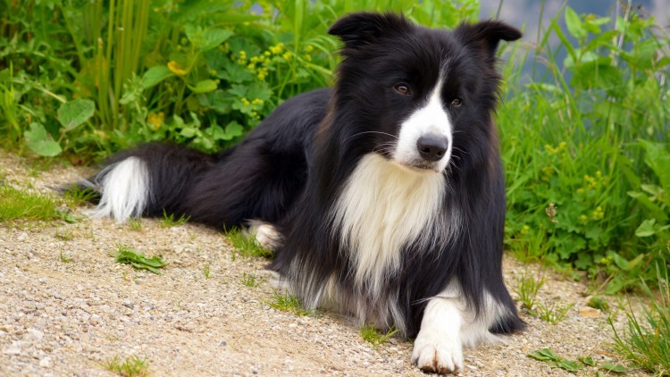Порода бордер колли