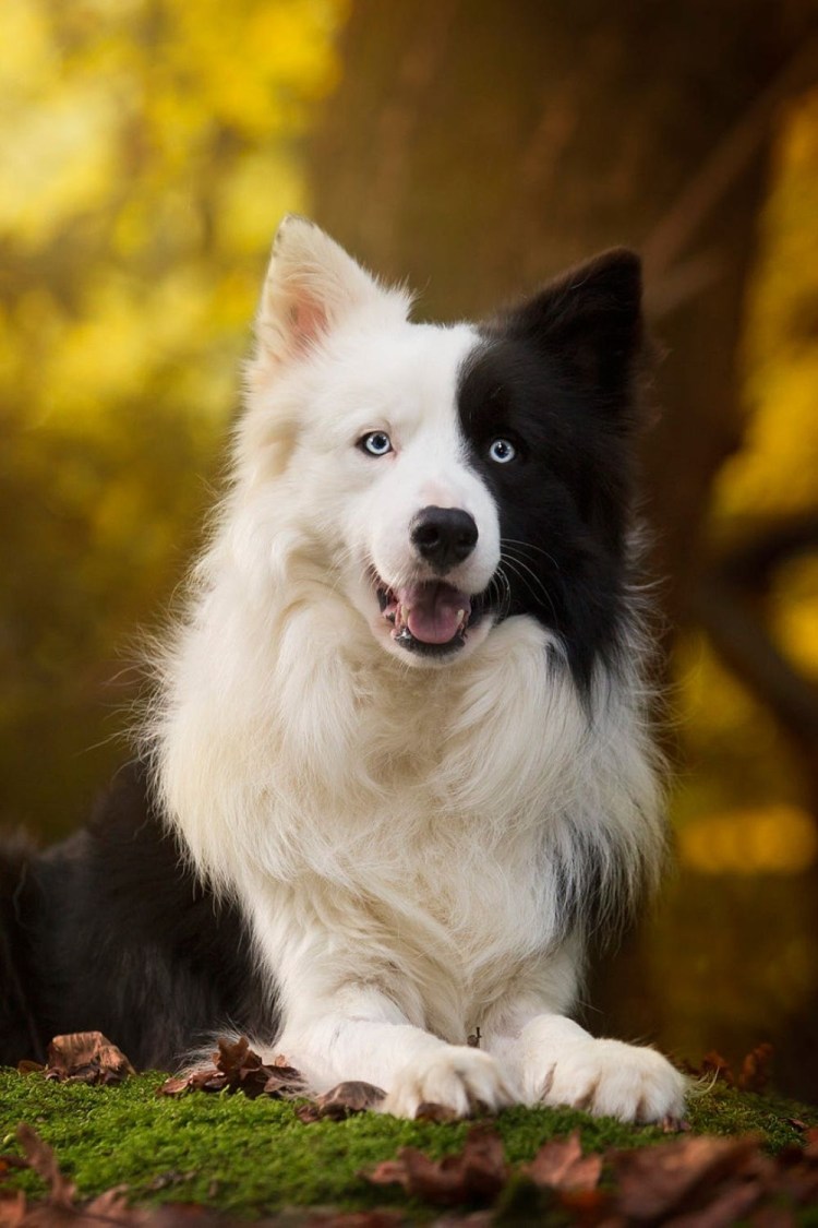 Собака бордер колли