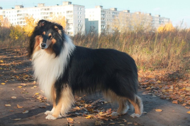Колли длинношерстный Триколор