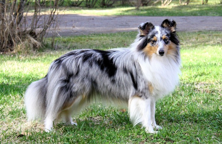 Бордер колли черный