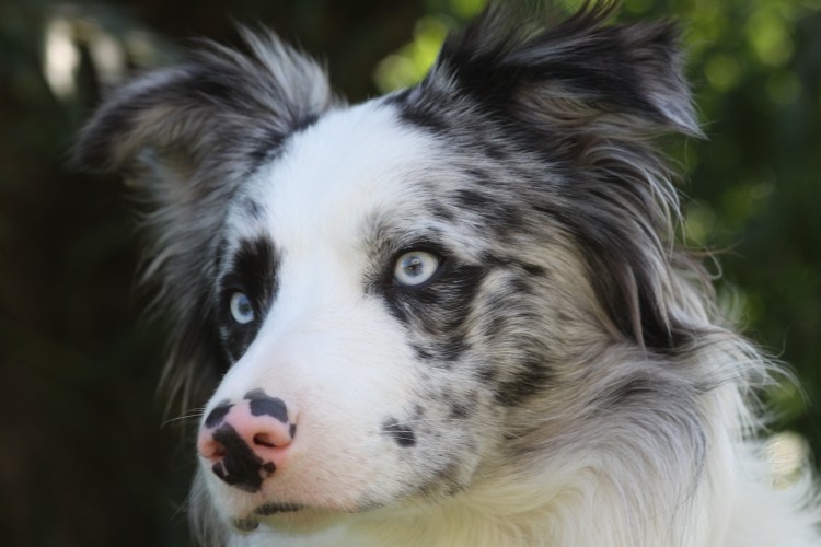 Бордер колли черный