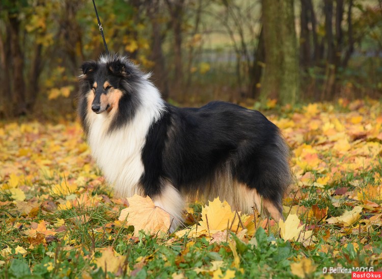 Шелти окрас Блю-Мерль