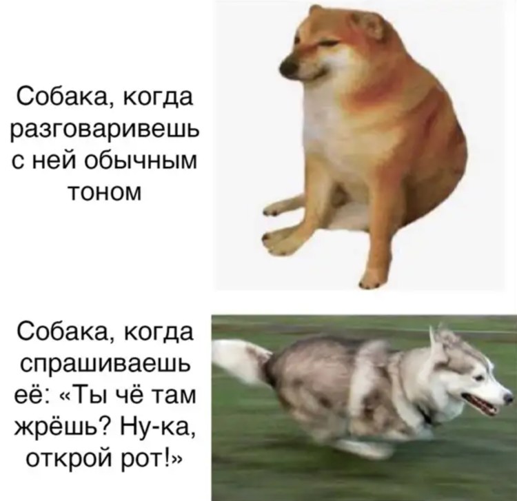 Мемы про собачий подбор гадости с земли