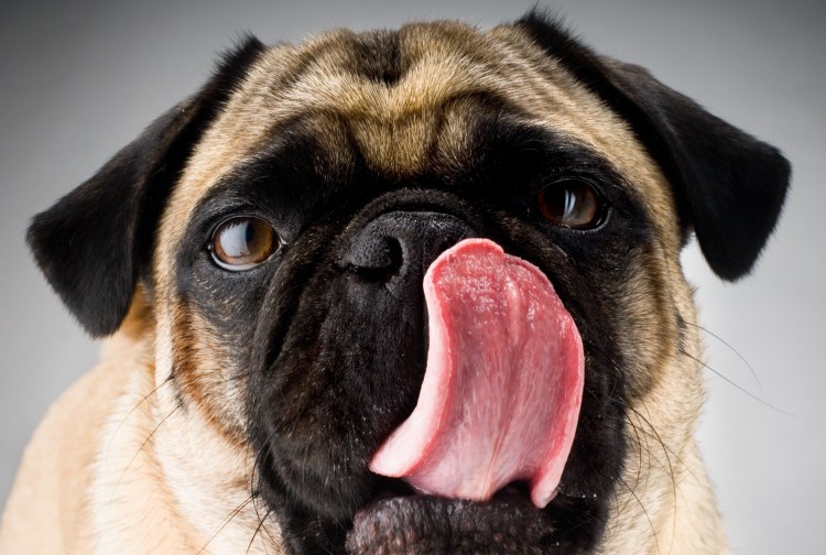Собака облизывается