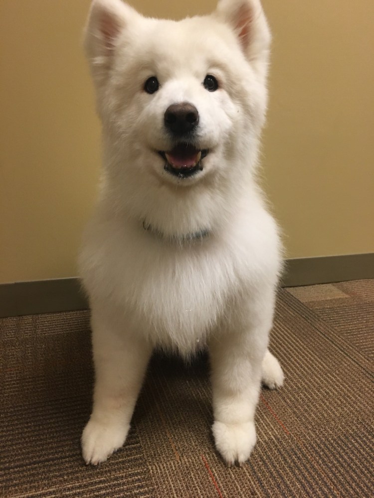 Собака вечный щенок порода