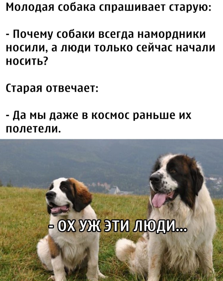 Молодая собака спрашивает старую