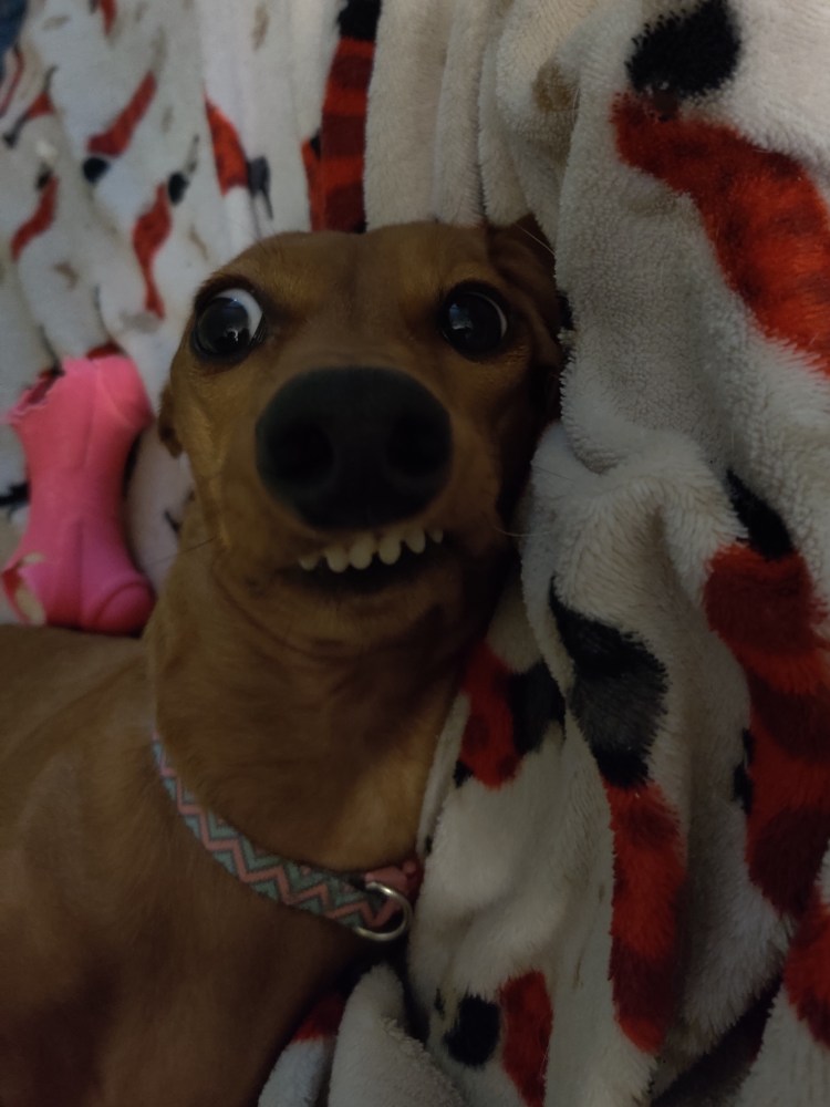 Картинки которые который развеселят собаку