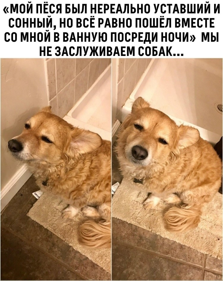 Смешные собаки с надписями