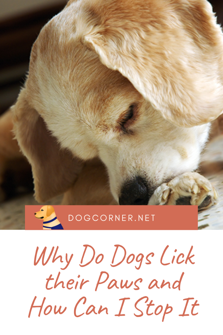 Собака облизывает лапы
