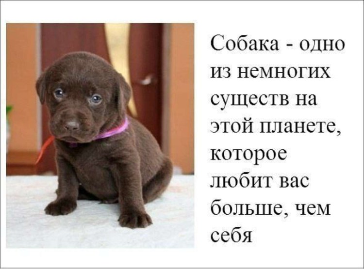 Стихи про собак смешные