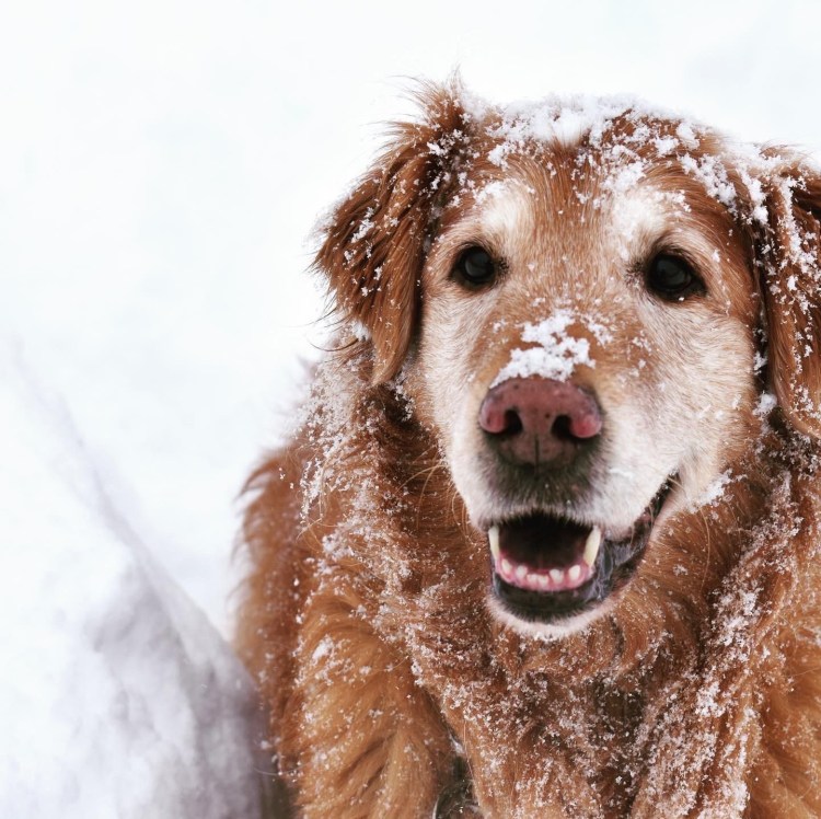 Собаки очаровательные