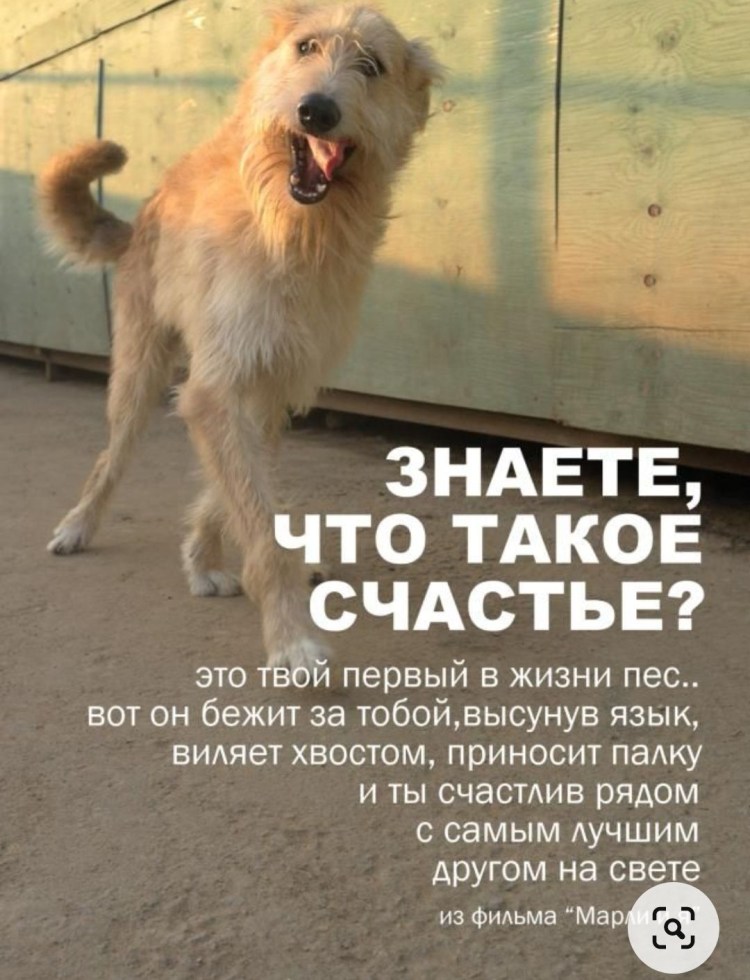 Высказываниямо собаках