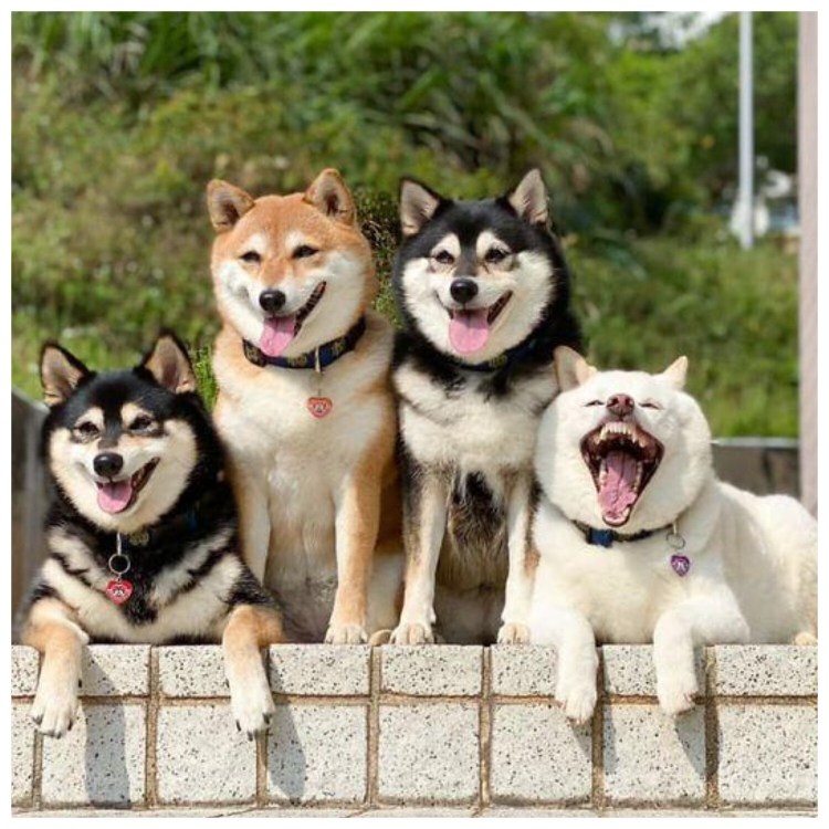 Фотосессия Shiba Inu