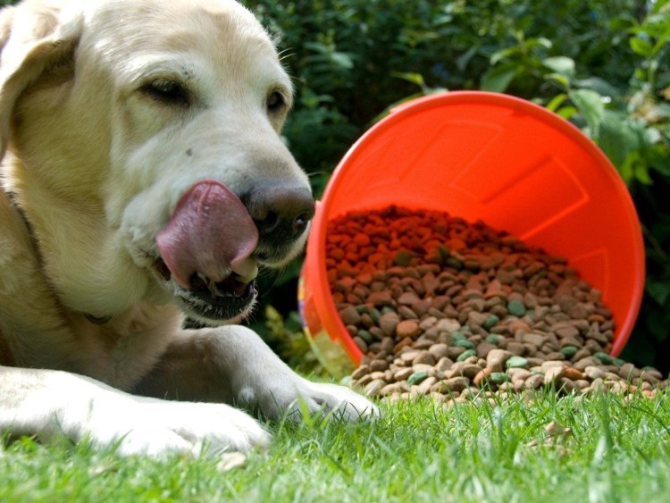 Еда для животных