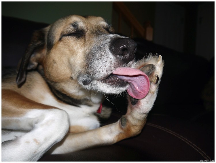 Собака вылизывается