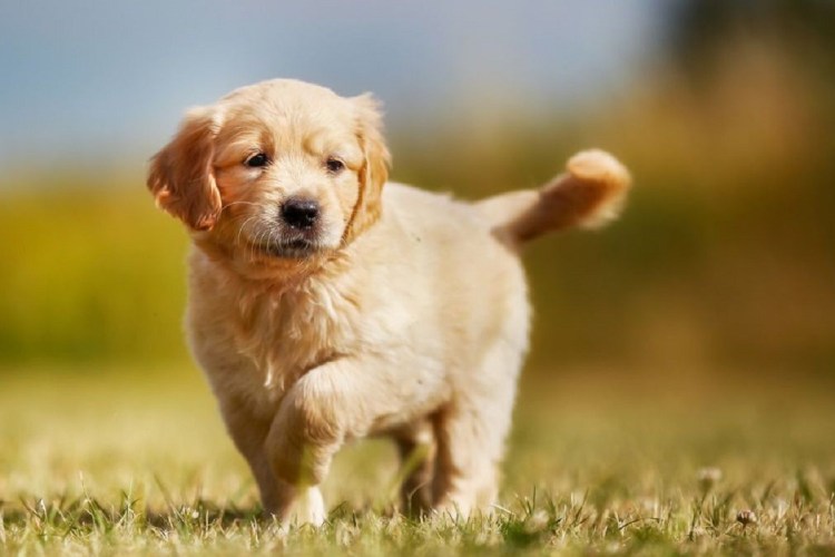 Домашние животные