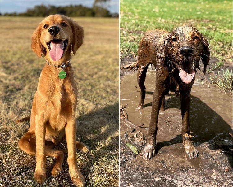 Веселая грязная собака