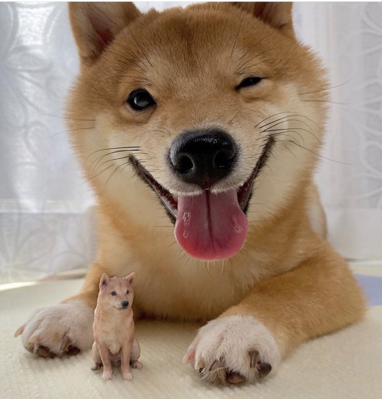 Порода собак Шиба ину