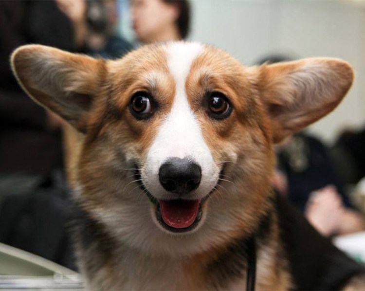 Собака демотиватор