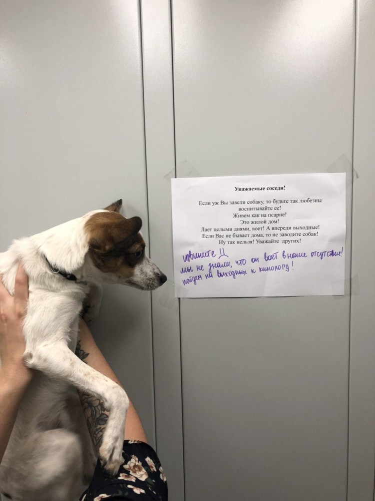 Смешные объявления про собак