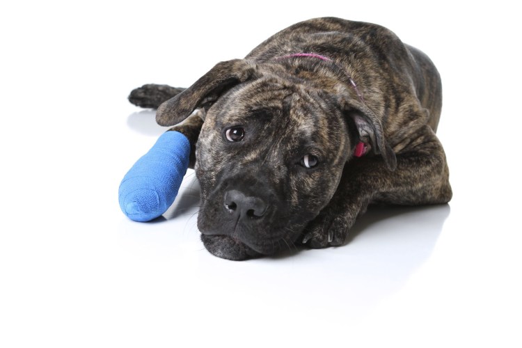 Плазмоцитарный пододерматит