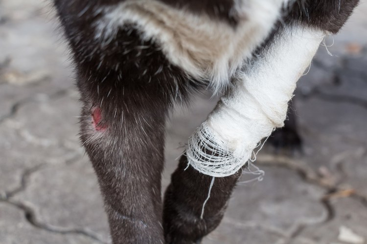 Глубокие раны животных