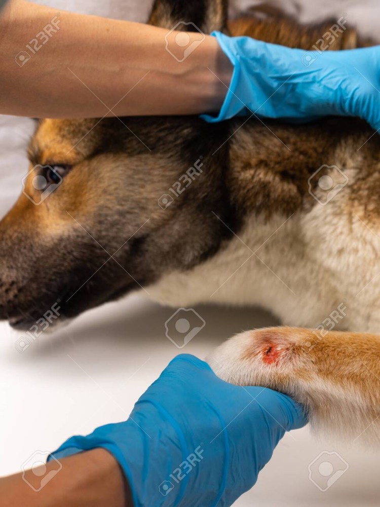 Собака травмировала лапу