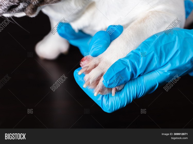 Новообразование на лапе у собаки