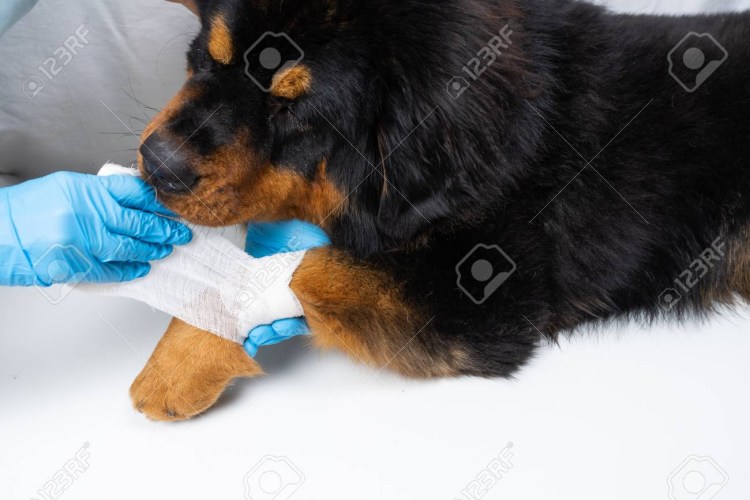 Собака с перебинтованной лапой