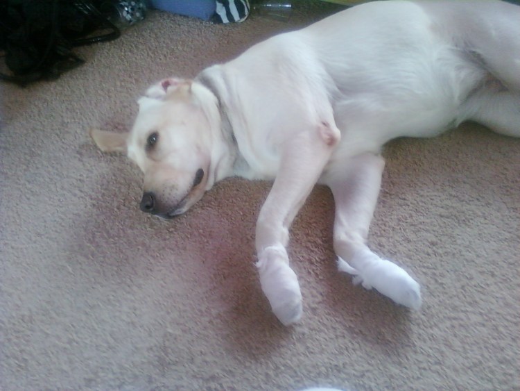 Перевязка задней лапы собаки