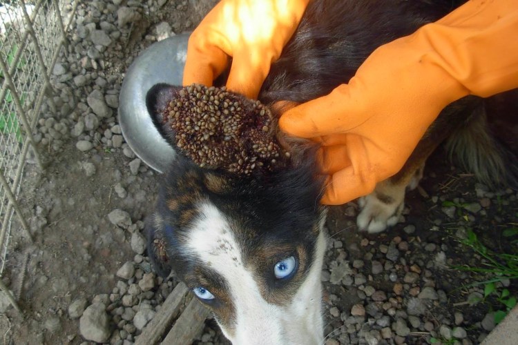 Собачий иксодовый клещ