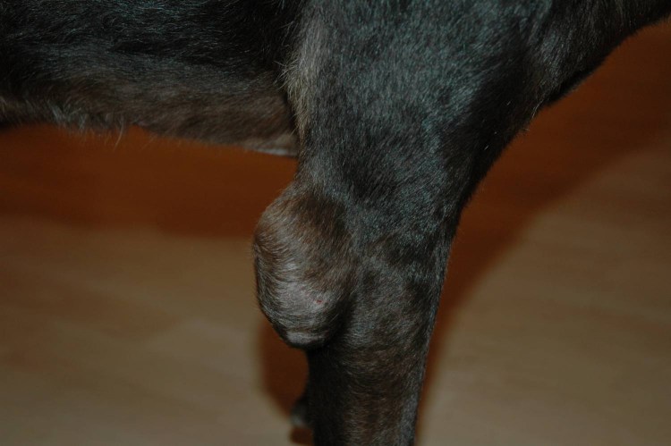 Шишка на лапе у лабрадора