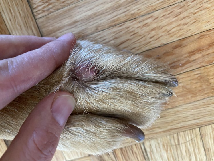 Подушечки на лапках