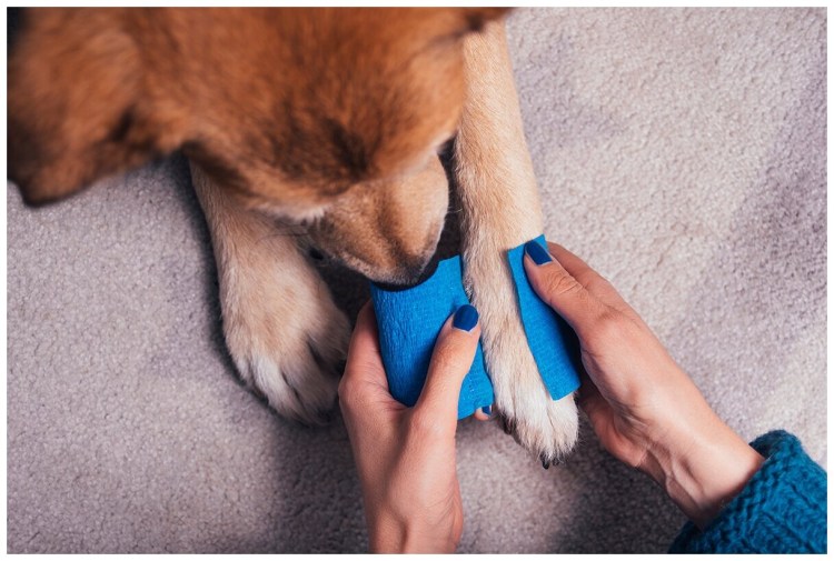 Собака вылизывается