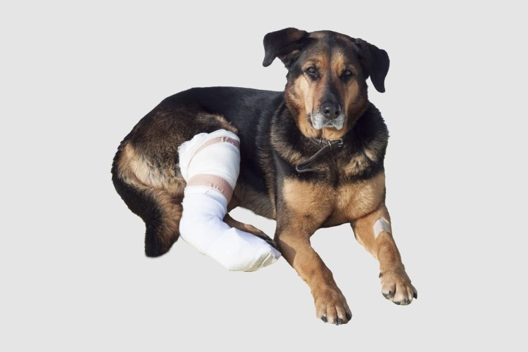 Перебинтованная собачья лапа