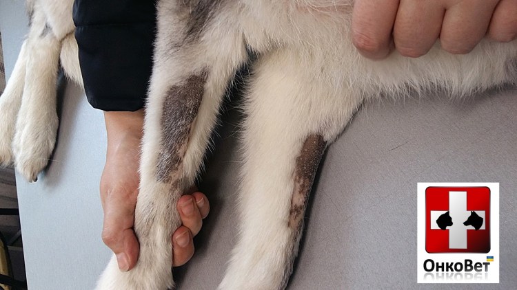 Дисплазия коленного сустава у собак