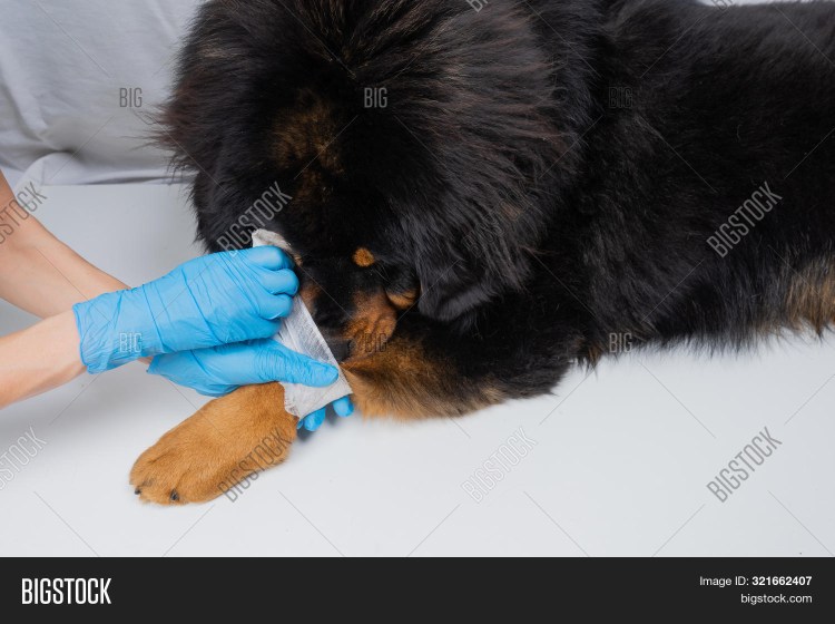 Новообразование на лапе у собаки