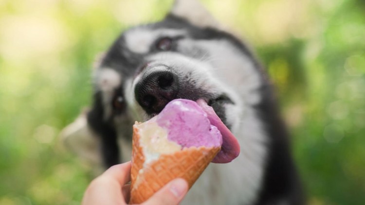 Картина кот пломбир