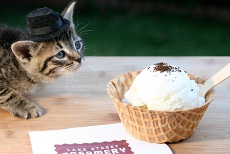 Котенок с мороженым