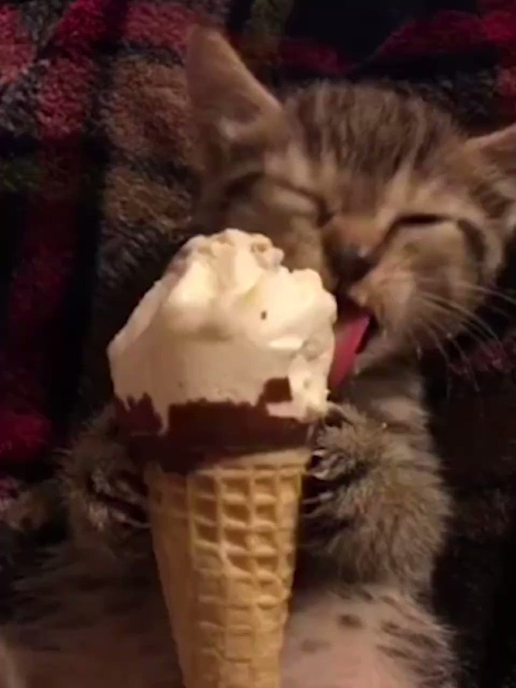 Мороженое и кот