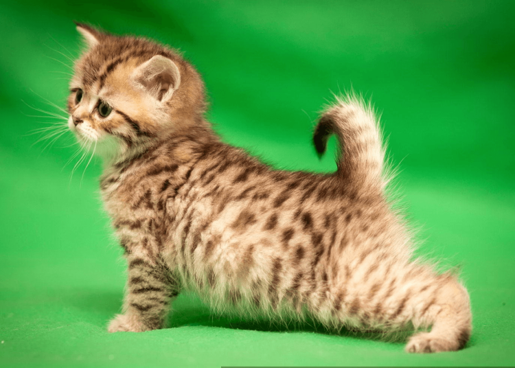 Бенгальская и беспородные кошка