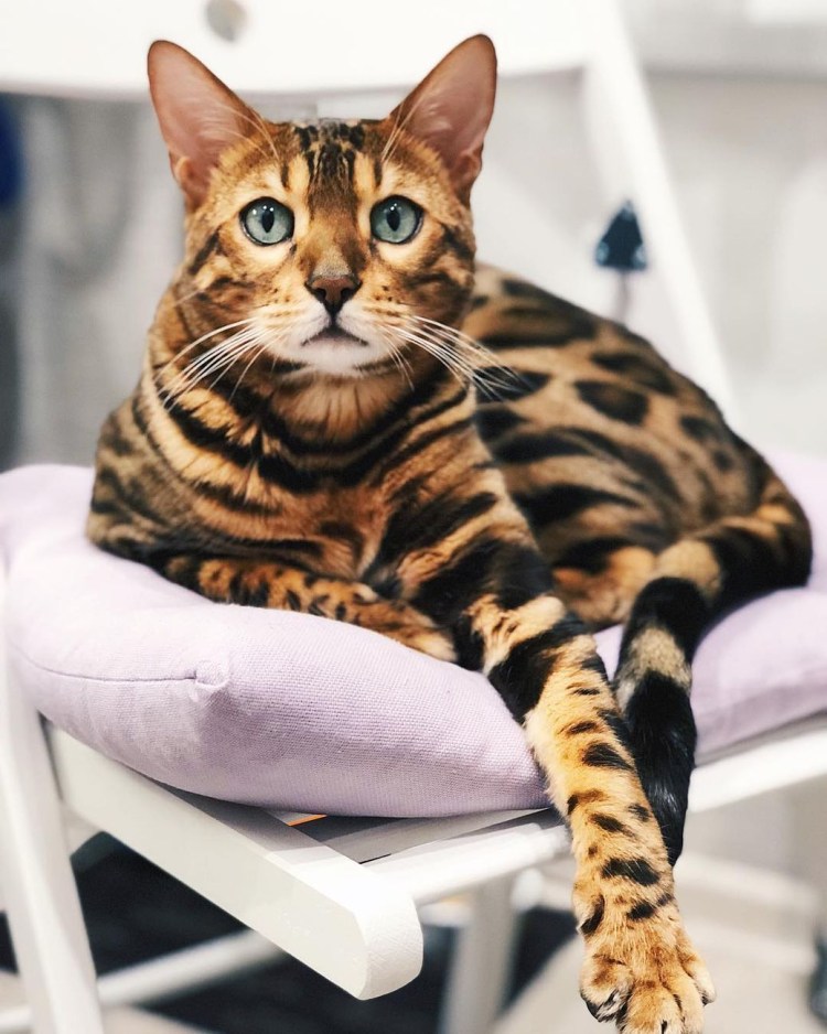 Оцикет кошка