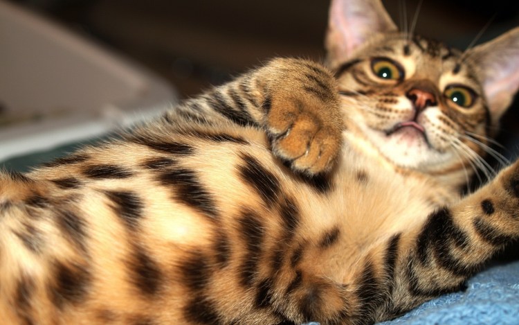 Бенгальский вислоухий кот