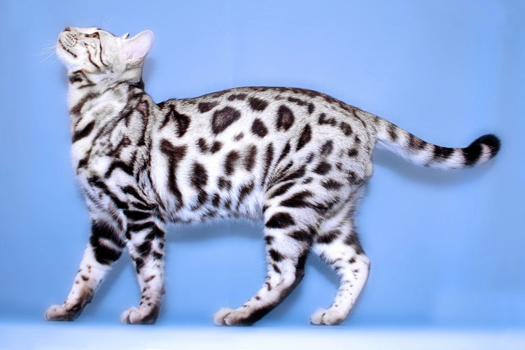 Бенгал Сильвер