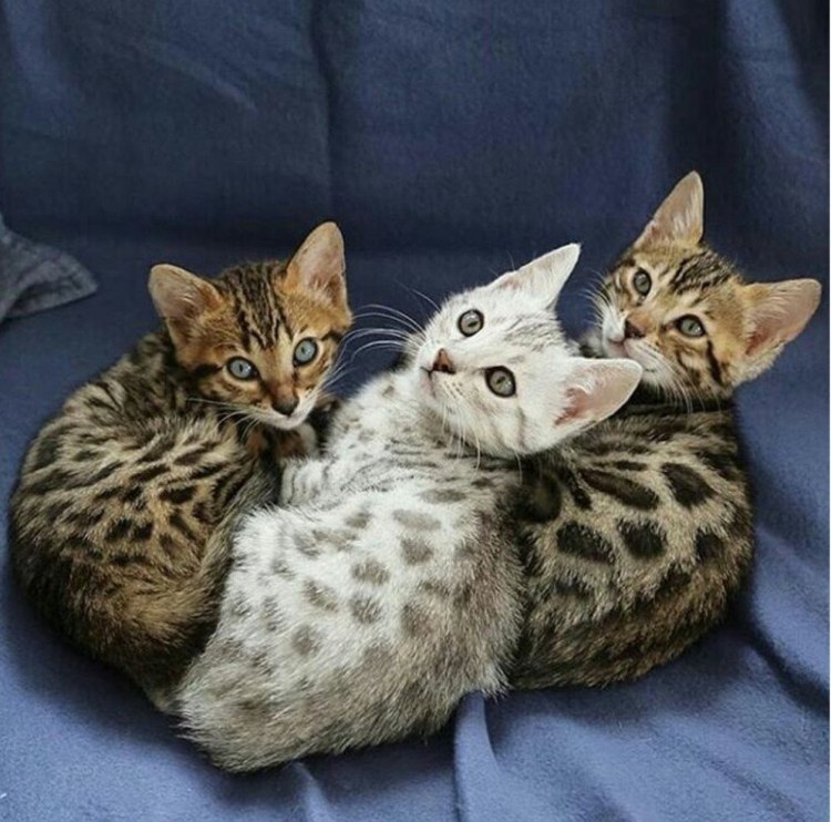 Бенгальская кошка табби