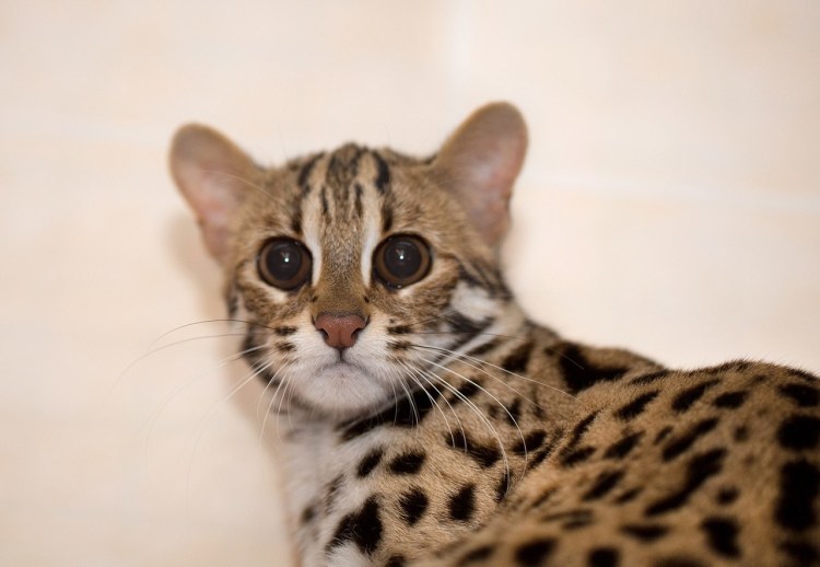 Сибирская кошка трехцветная короткошерстная