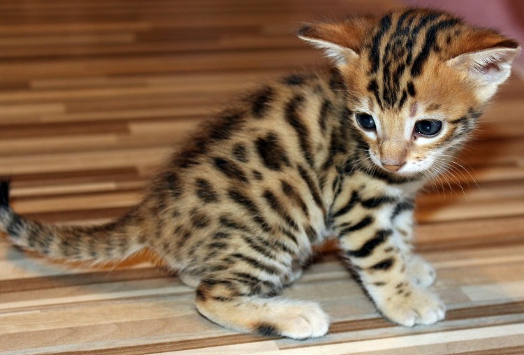 Бенгальская леопардовая кошка