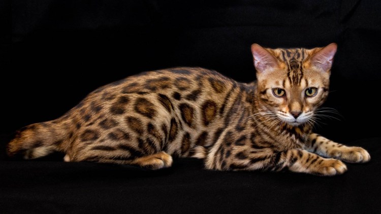 Кот породы бенгал